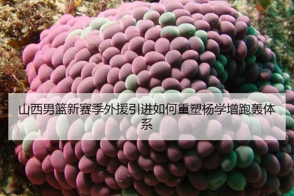 山西男篮新赛季外援引进如何重塑杨学增跑轰体系